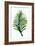 Green Leaf-Elizabeth Medley-Framed Art Print