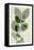 Green Leaves 10-Ian Winstanley-Framed Stretched Canvas