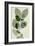Green Leaves 10-Ian Winstanley-Framed Premium Giclee Print