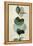 Green Leaves 8-Ian Winstanley-Framed Stretched Canvas