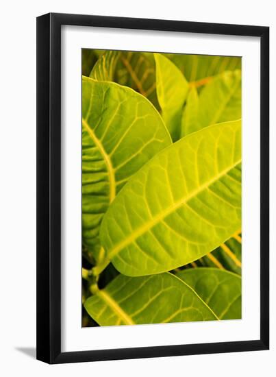 Green Leaves I-Karyn Millet-Framed Photo