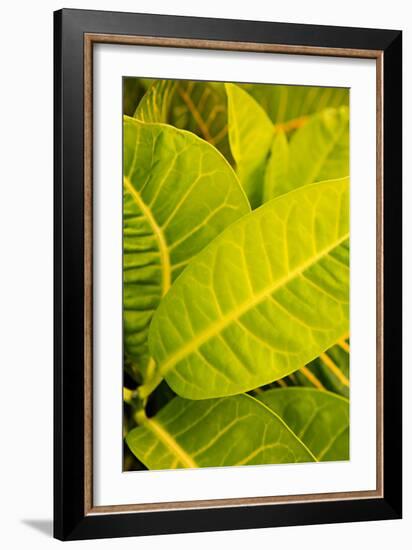 Green Leaves I-Karyn Millet-Framed Photo