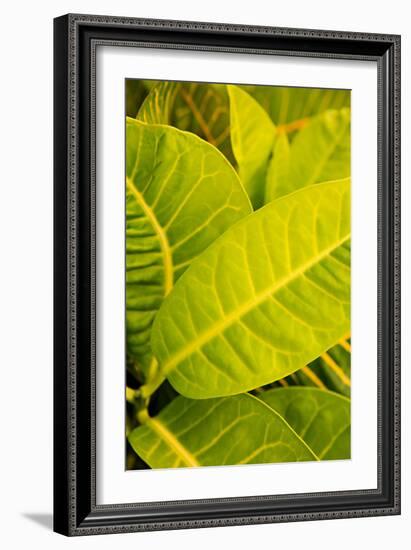 Green Leaves I-Karyn Millet-Framed Photo