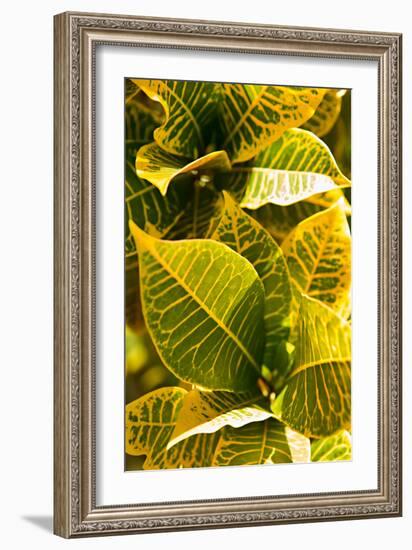 Green Leaves II-Karyn Millet-Framed Photo