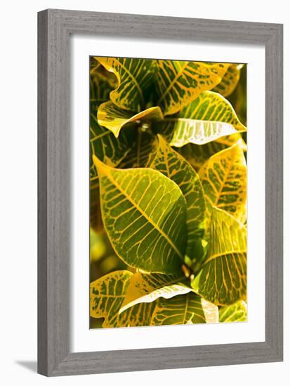 Green Leaves II-Karyn Millet-Framed Photo