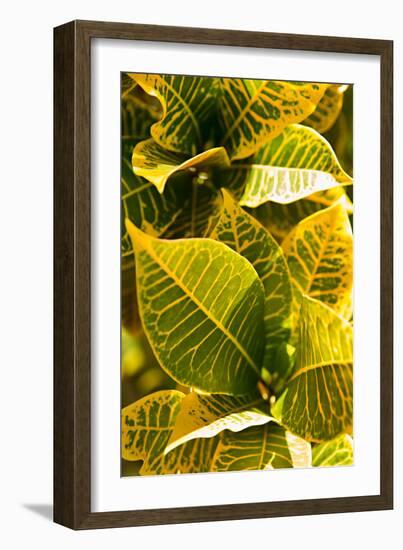 Green Leaves II-Karyn Millet-Framed Photo