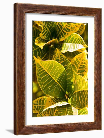 Green Leaves II-Karyn Millet-Framed Photo