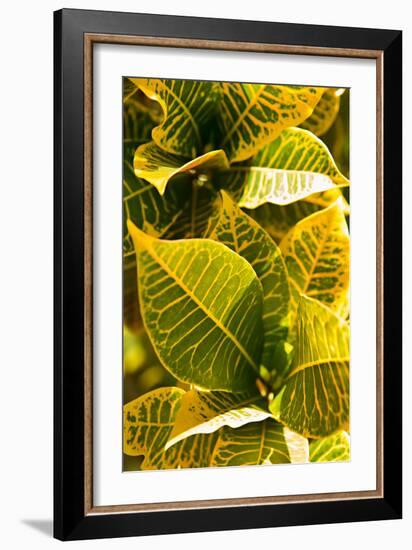 Green Leaves II-Karyn Millet-Framed Photo