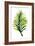 Green Leaves II-Elizabeth Medley-Framed Art Print
