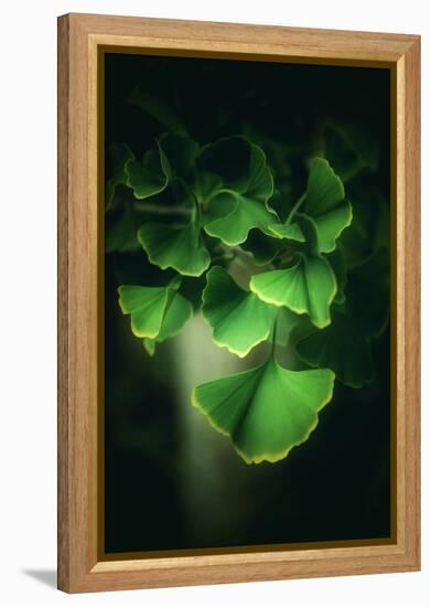 Green Leaves of Ginkgo-Philippe Sainte-Laudy-Framed Premier Image Canvas