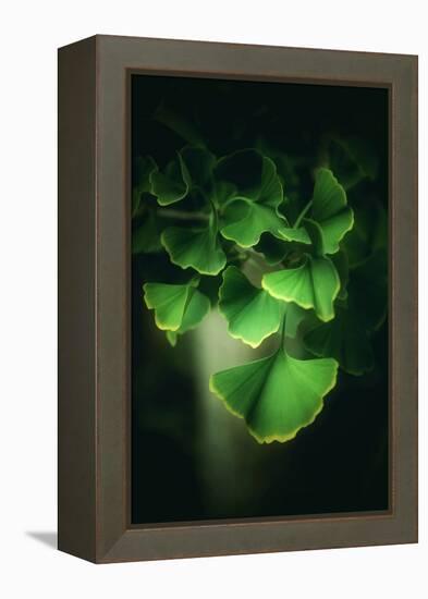 Green Leaves of Ginkgo-Philippe Sainte-Laudy-Framed Premier Image Canvas