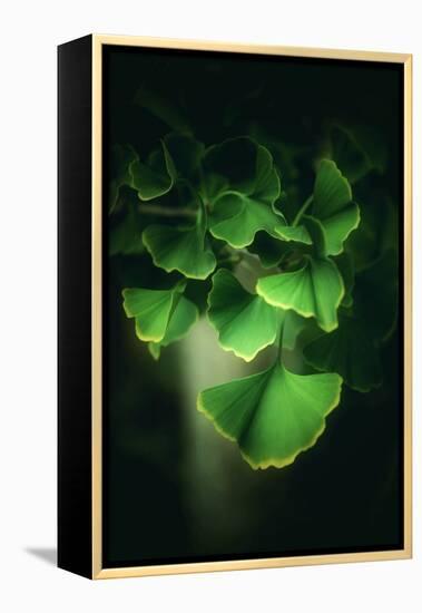 Green Leaves of Ginkgo-Philippe Sainte-Laudy-Framed Premier Image Canvas