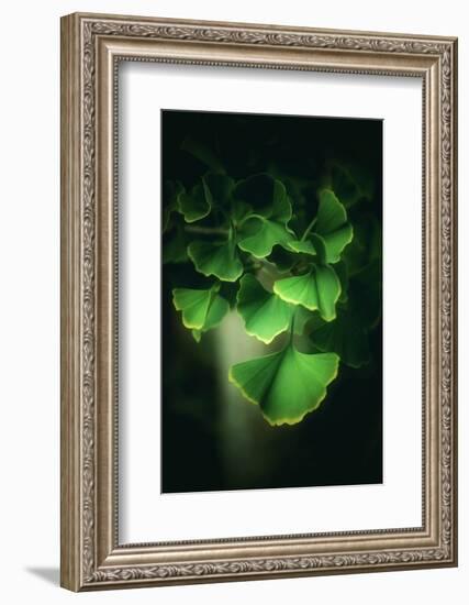 Green Leaves of Ginkgo-Philippe Sainte-Laudy-Framed Photographic Print