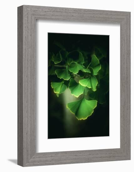 Green Leaves of Ginkgo-Philippe Sainte-Laudy-Framed Photographic Print