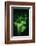 Green Leaves of Ginkgo-Philippe Sainte-Laudy-Framed Photographic Print