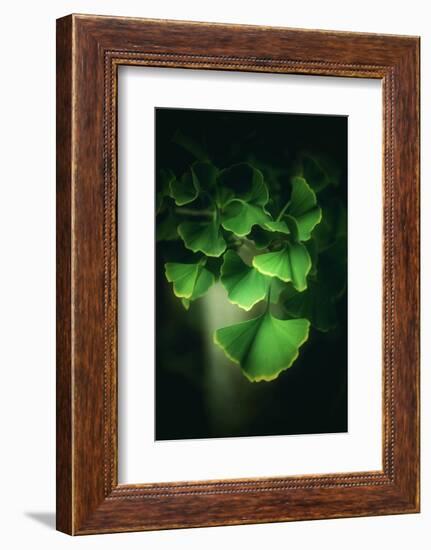 Green Leaves of Ginkgo-Philippe Sainte-Laudy-Framed Photographic Print