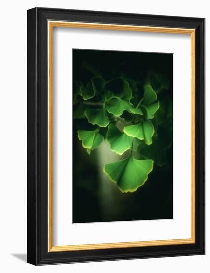 Green Leaves of Ginkgo-Philippe Sainte-Laudy-Framed Photographic Print