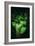 Green Leaves of Ginkgo-Philippe Sainte-Laudy-Framed Photographic Print