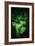 Green Leaves of Ginkgo-Philippe Sainte-Laudy-Framed Photographic Print