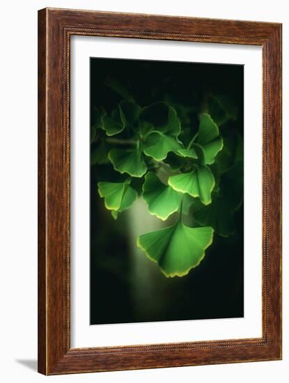 Green Leaves of Ginkgo-Philippe Sainte-Laudy-Framed Photographic Print