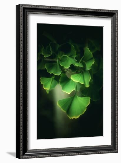 Green Leaves of Ginkgo-Philippe Sainte-Laudy-Framed Photographic Print