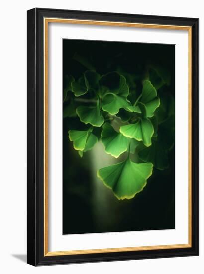 Green Leaves of Ginkgo-Philippe Sainte-Laudy-Framed Photographic Print