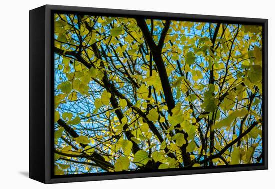 Green Leaves on Blue Sky B/W-null-Framed Stretched Canvas