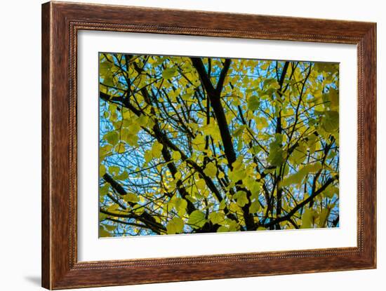 Green Leaves on Blue Sky B/W-null-Framed Photo