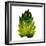 Green Leaves Square I-Elizabeth Medley-Framed Art Print