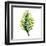 Green Leaves Square II-Elizabeth Medley-Framed Art Print