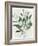 Green Leaves Vase I-Aria K-Framed Art Print