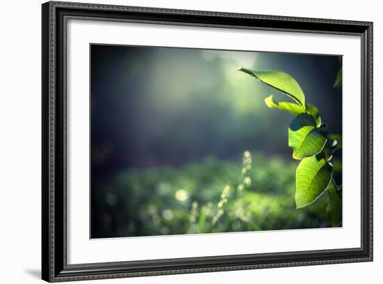 Green Leaves with Sun-Ruslan Ivantsov-Framed Photographic Print