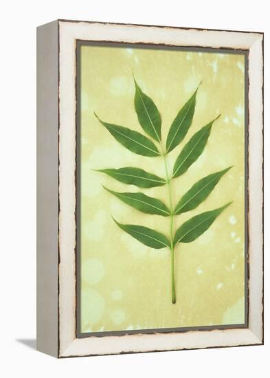 Green Leaves-Den Reader-Framed Premier Image Canvas