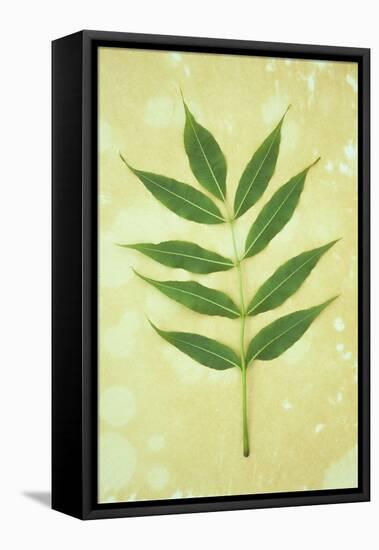 Green Leaves-Den Reader-Framed Premier Image Canvas