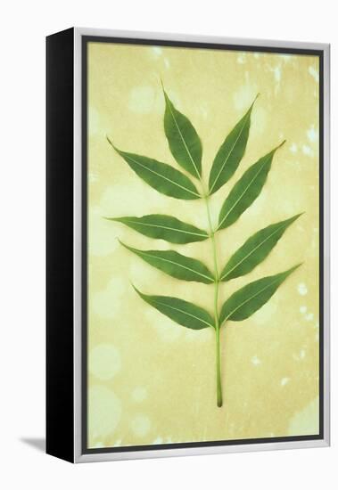 Green Leaves-Den Reader-Framed Premier Image Canvas