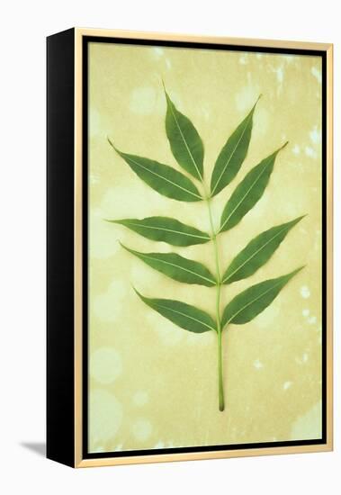 Green Leaves-Den Reader-Framed Premier Image Canvas