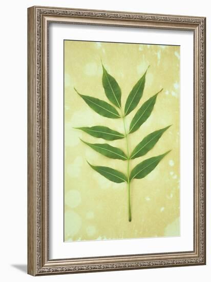 Green Leaves-Den Reader-Framed Photographic Print