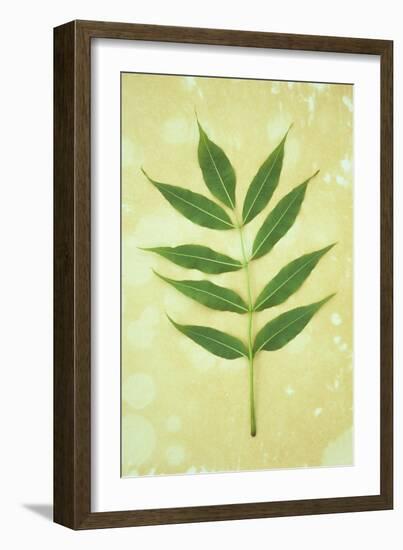 Green Leaves-Den Reader-Framed Photographic Print