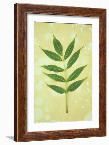 Green Leaves-Den Reader-Framed Photographic Print