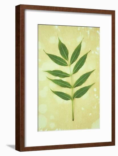 Green Leaves-Den Reader-Framed Photographic Print