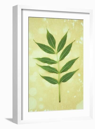Green Leaves-Den Reader-Framed Photographic Print