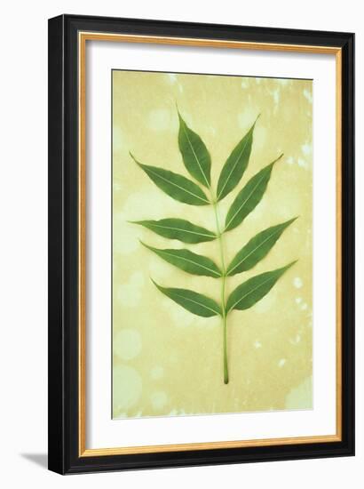 Green Leaves-Den Reader-Framed Photographic Print