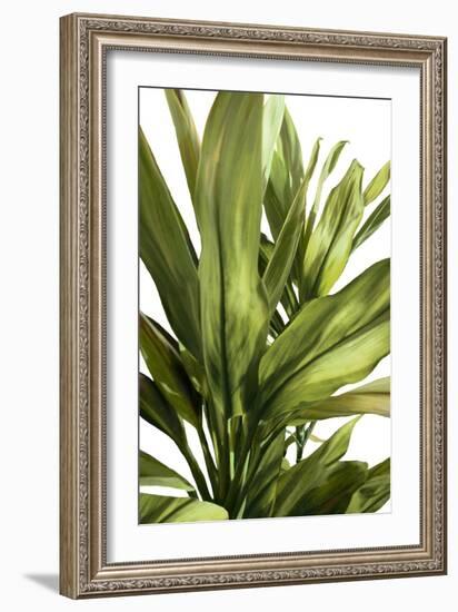 Green Leaves-Alex Hanson-Framed Art Print