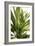 Green Leaves-Alex Hanson-Framed Art Print