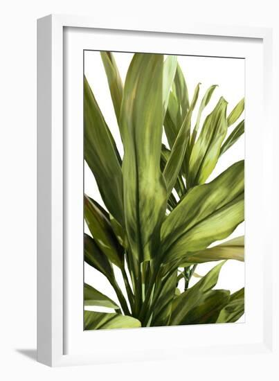 Green Leaves-Alex Hanson-Framed Art Print