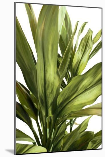 Green Leaves-Alex Hanson-Mounted Art Print