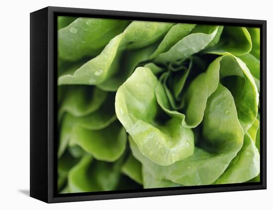 Green Lettuce-Clara Gonzalez-Framed Premier Image Canvas