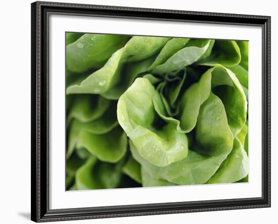 Green Lettuce-Clara Gonzalez-Framed Photographic Print