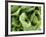 Green Lettuce-Clara Gonzalez-Framed Photographic Print