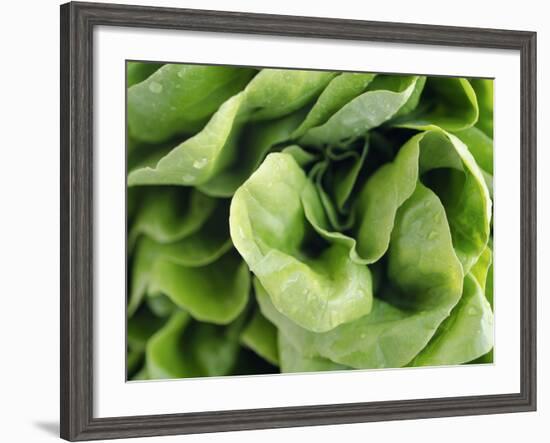 Green Lettuce-Clara Gonzalez-Framed Photographic Print